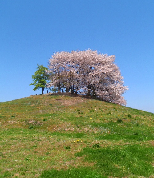 丘の上の桜_c0177814_1116726.jpg