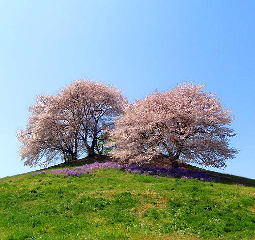 丘の上の桜_c0177814_1171569.jpg