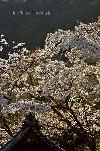 桜８_f0156114_736565.jpg