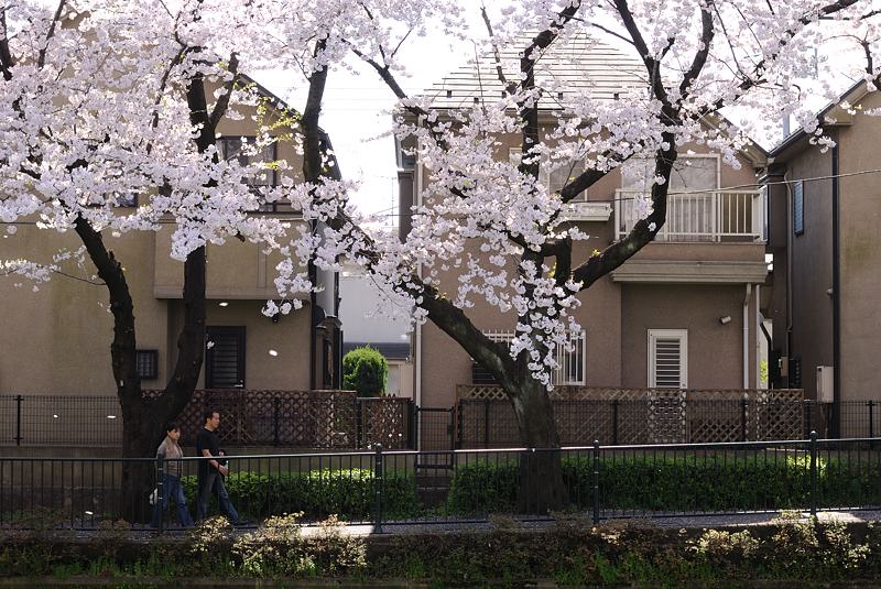 調布市野川の満開の桜を46枚の画像で！_f0192814_014149.jpg