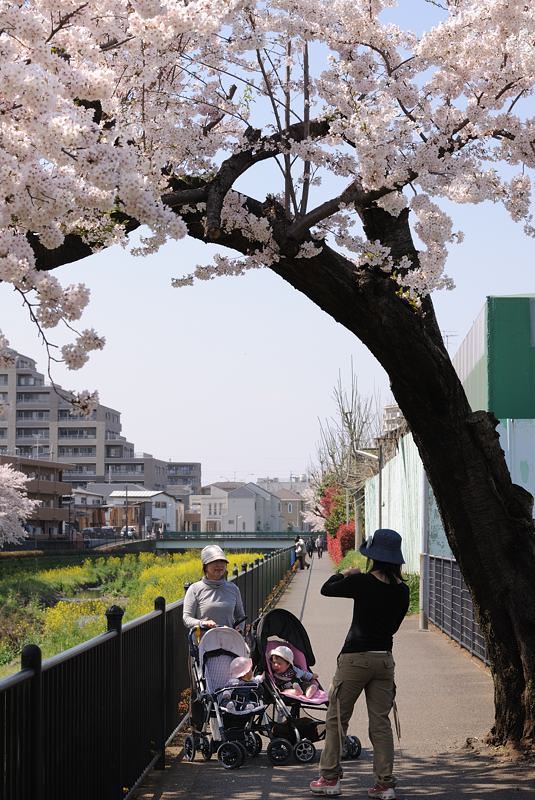 調布市野川の満開の桜を46枚の画像で！_f0192814_1132612.jpg