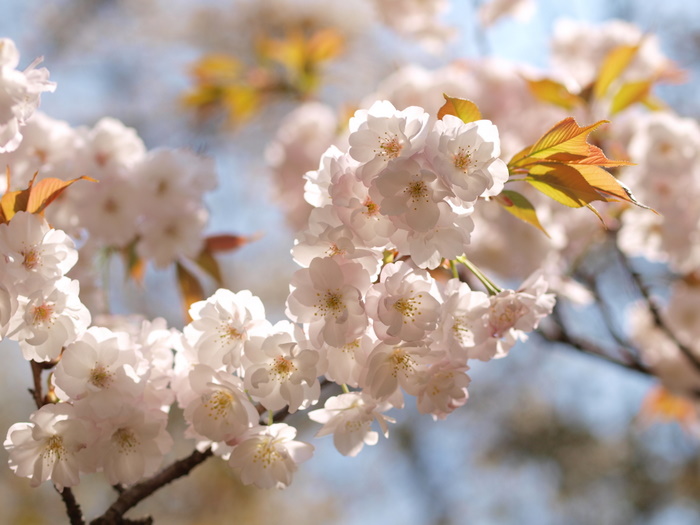 その他、植物公園の花々_c0116915_11102921.jpg