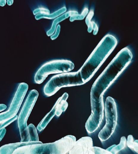 標準化学療法後rituximab維持療法は、低悪性度リンパ腫のPFSを改善_e0156318_8403894.jpg