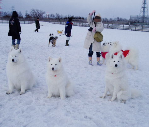 1ヶ月以上ぶりの獅子桃です〜_a0044521_2227360.jpg