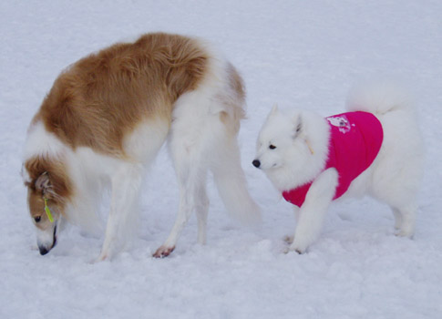 1ヶ月以上ぶりの獅子桃です〜_a0044521_22321013.jpg