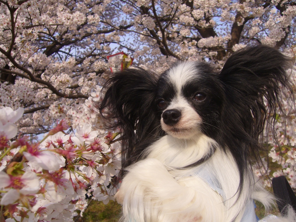 日本人は桜好き♪_f0135021_20132993.jpg