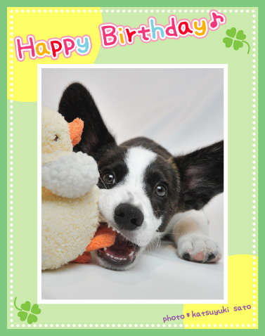 レオンくん、翁丸くん、お誕生日おめでとう♪_d0102523_131121.jpg