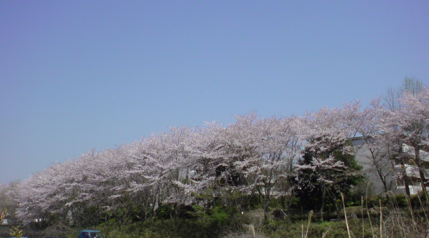 f0128723_1564793.jpg