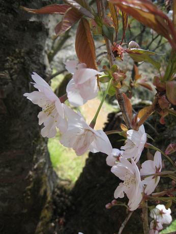 桜林の佐野桜_f0166824_1038552.jpg