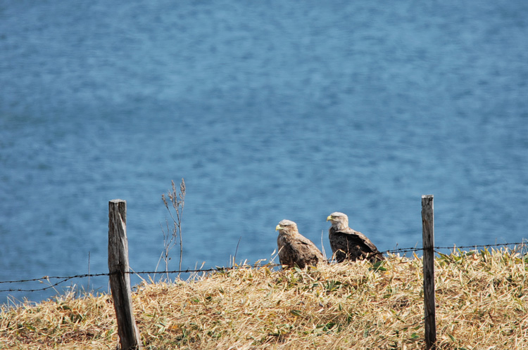 道東紀行2009～出会った動物たちⅤ_f0116528_18534684.jpg