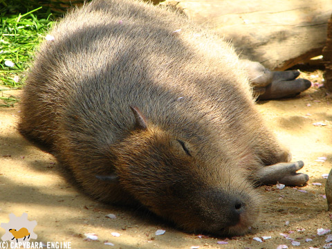 09年4月11日の神戸カピバラ一家_f0138828_1224980.jpg