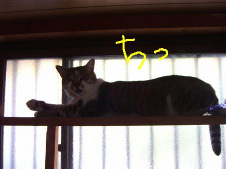 催促それぞれ_a0099131_1817155.jpg