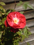 c0073332_21381289.jpg