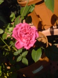 c0073332_21382889.jpg