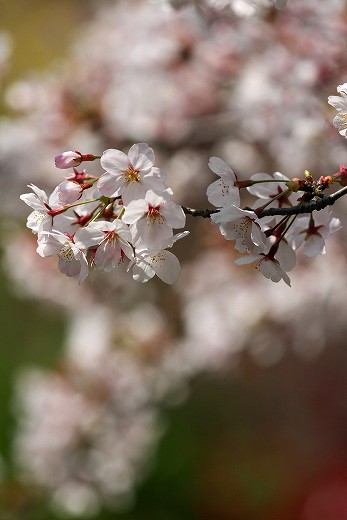 桜-Ⅰ_d0029333_19143170.jpg