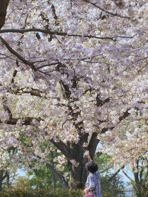 桜の木の下で_e0067333_11464384.jpg