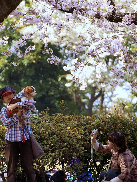 桜の木の下で_e0067333_1150553.jpg