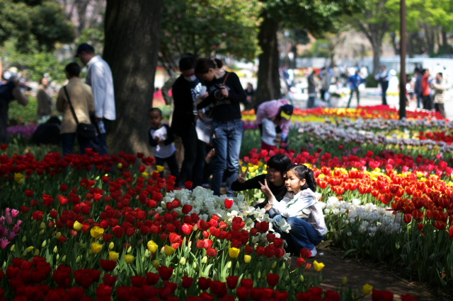 横浜公園チューリッップ　　　2009-04-12_c0153534_21201679.jpg