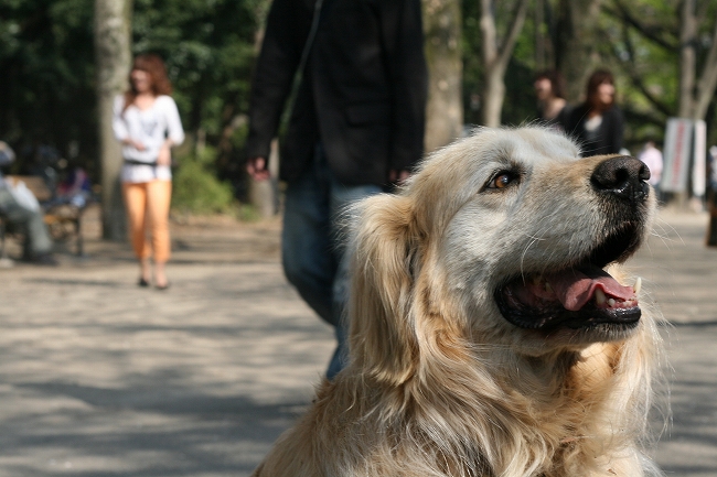 Inokashira Park_c0035836_20294090.jpg