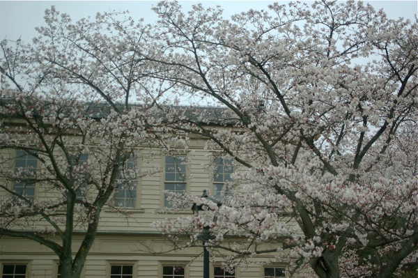 少し早い桜と明治の建物_f0032137_23422949.jpg