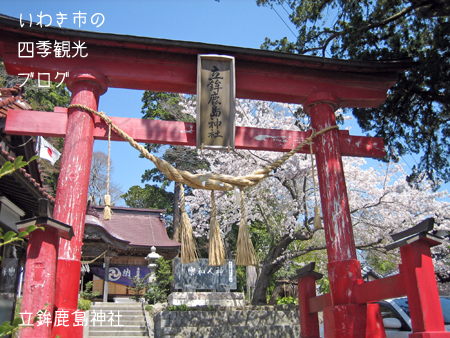 4月11日　その3　平地区　立鉾鹿島神社・一山寺・住善寺のサクラ_f0105342_11313587.jpg