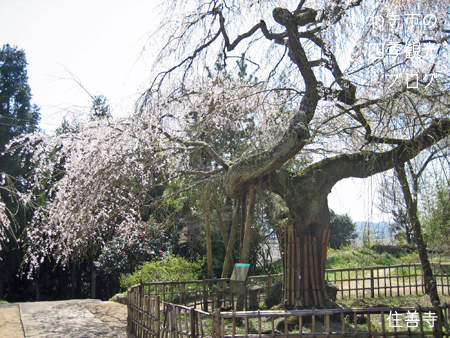 4月11日　その3　平地区　立鉾鹿島神社・一山寺・住善寺のサクラ_f0105342_1136458.jpg