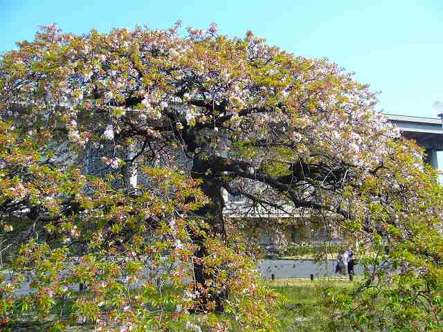 もう葉桜_f0130642_1840288.jpg