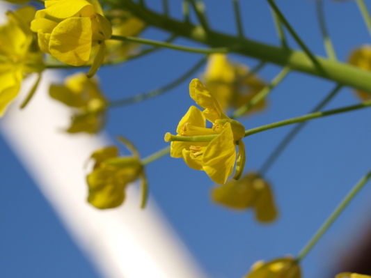 菜の花と青い空_c0072843_1274163.jpg