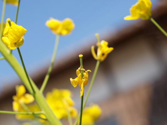 菜の花と青い空_c0072843_1274714.jpg