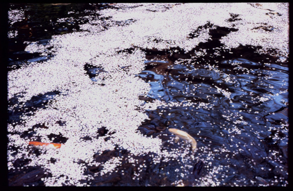 c0095644_1334655.jpg