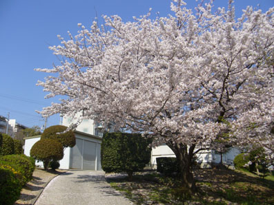 地元の桜たち_e0035344_234543100.jpg