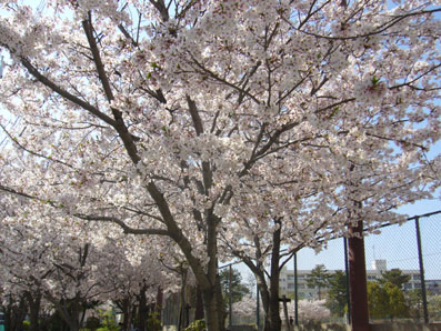地元の桜たち_e0035344_234752100.jpg