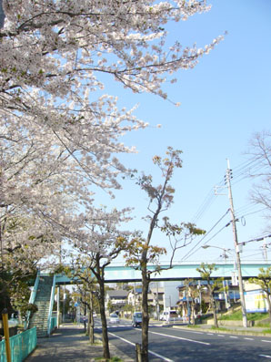 地元の桜たち_e0035344_23484098.jpg