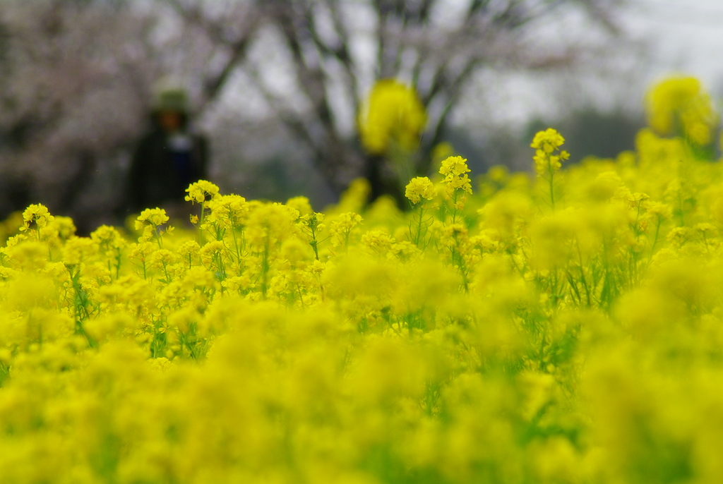 ・・菜の花畑に・・_d0104645_15251164.jpg