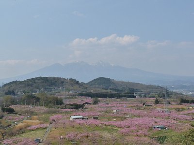 新府桃の里ウォーク♪_f0019247_2254526.jpg
