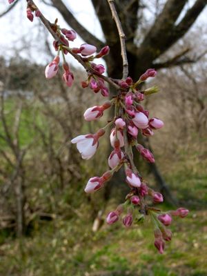 おらほの村の開花宣言_c0063348_845142.jpg