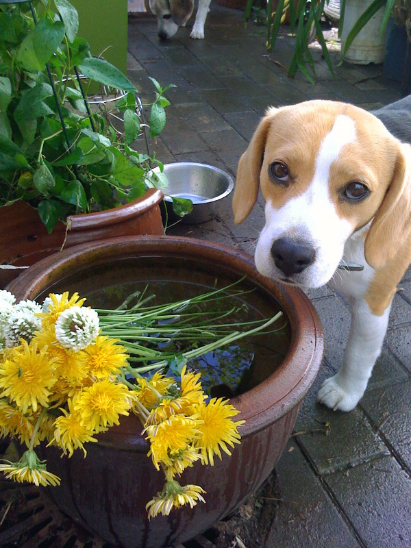 愛犬と野の花_b0005652_11451467.jpg