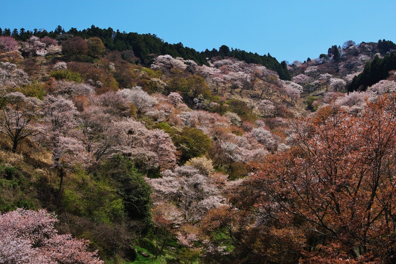 吉野山　Ⅱ_f0049152_2146493.jpg