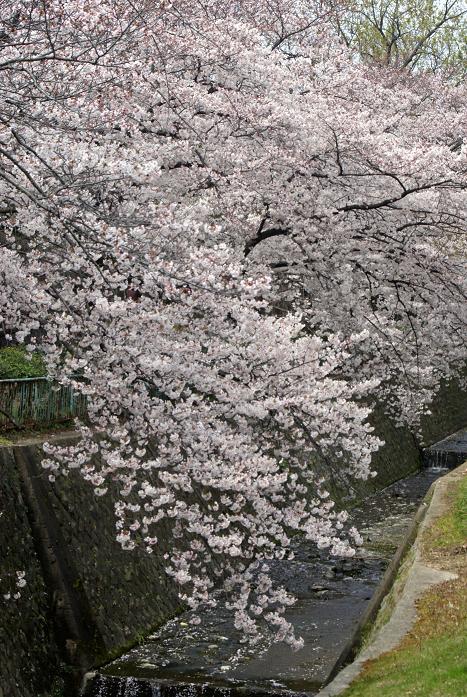 神戸・青谷川公園の桜_b0063958_8234816.jpg