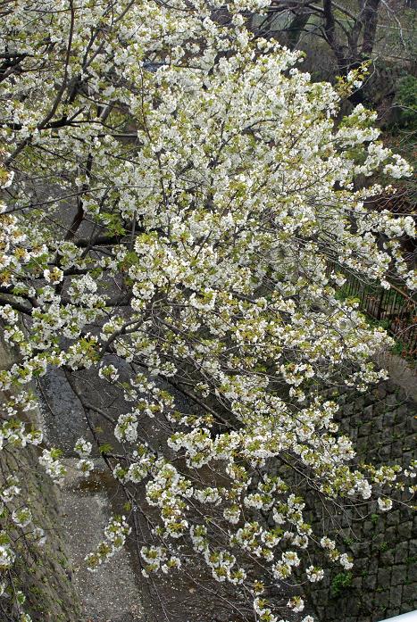 神戸・青谷川公園の桜_b0063958_8243558.jpg