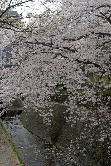 神戸・青谷川公園の桜_b0063958_824946.jpg