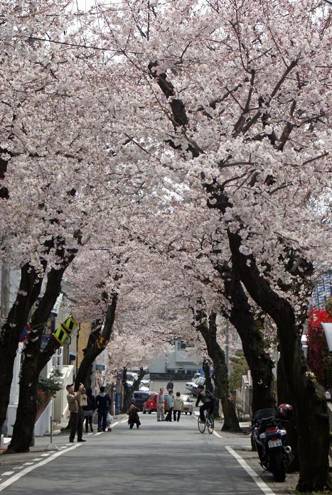 神戸で桜のトンネルというと 摩耶ケーブル下_b0063958_91316.jpg