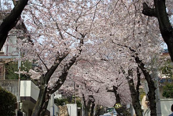 神戸で桜のトンネルというと 摩耶ケーブル下_b0063958_9142067.jpg