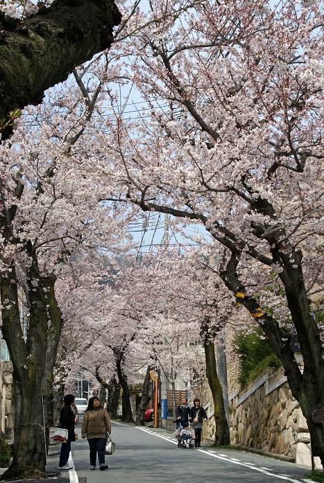 神戸で桜のトンネルというと 摩耶ケーブル下_b0063958_92049.jpg