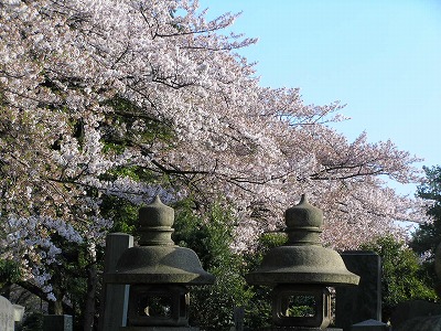 桜吹雪_b0145863_0321879.jpg