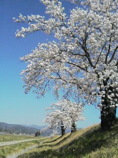 長野県伊那city~高遠より・・・編~_c0162963_210106.jpg