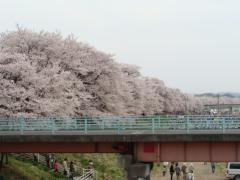 一目千本桜_a0008364_22233396.jpg