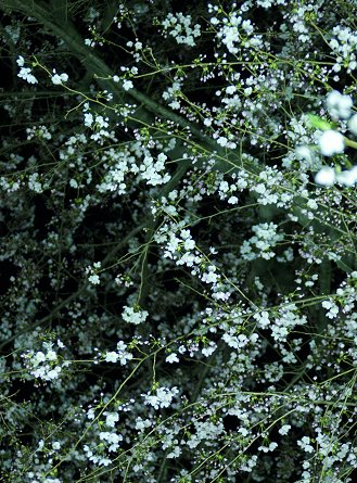 a0039366_2182981.jpg