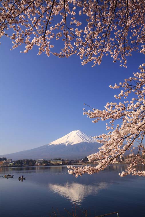 富士山とサクラ_e0071967_1843077.jpg