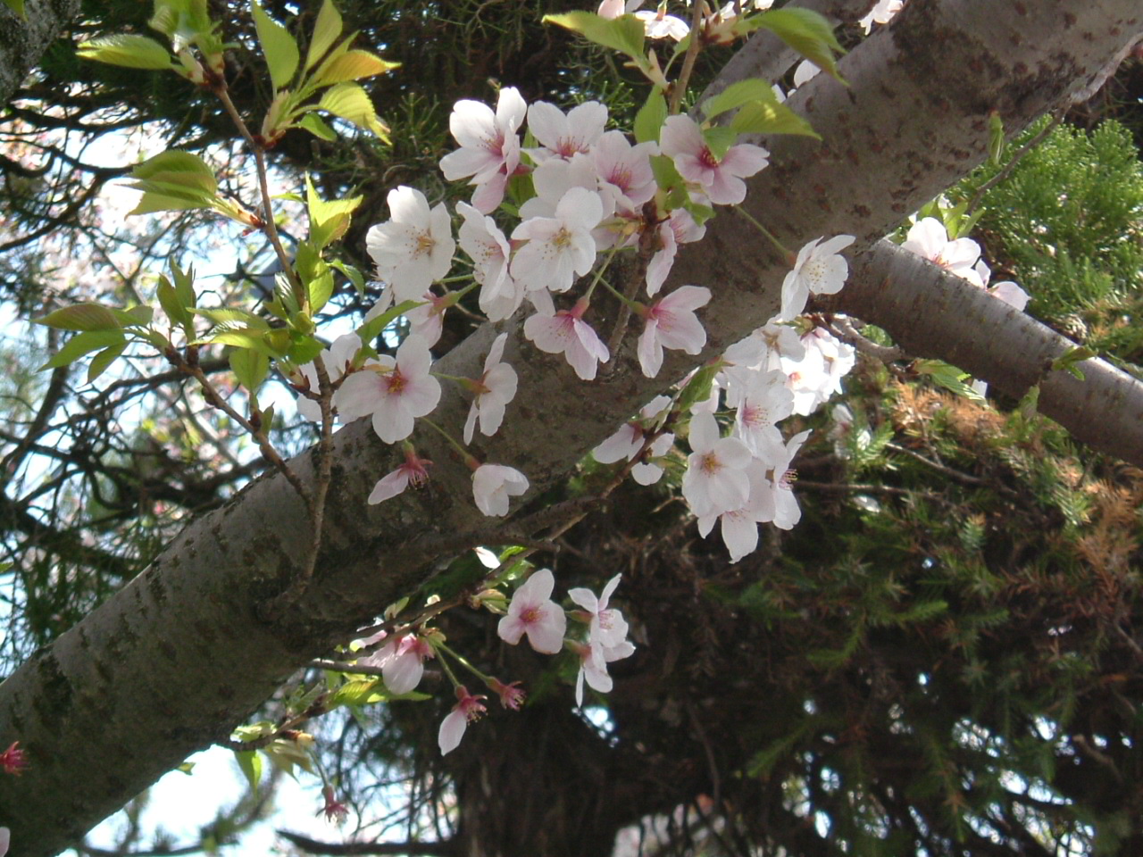 桜_f0150767_1134661.jpg